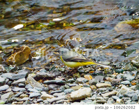 川のほとりでキセキレイ 106262082