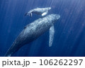親子クジラ 106262297