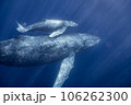 親子クジラ 106262300