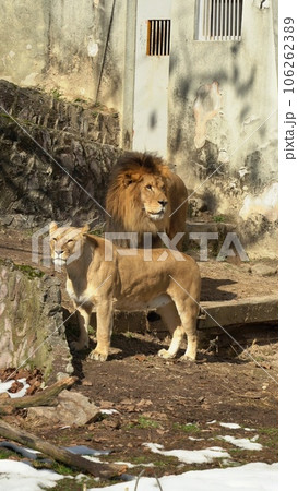 広島市安佐動物公園のライオン 106262389