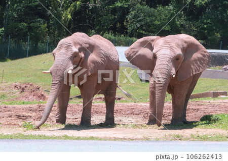 【山口県】秋吉台自然動物公園サファリランドの仲良しアフリカゾウ 106262413