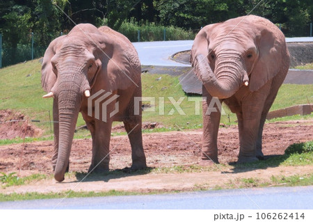 【山口県】秋吉台自然動物公園サファリランドの仲良しアフリカゾウ 【山口県】秋吉台自然動物公園サファリランドの仲良しアフリカゾウ 106262414