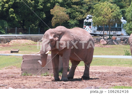 【山口県】秋吉台自然動物公園サファリランドのアフリカゾウ 【山口県】秋吉台自然動物公園サファリランドのアフリカゾウ 106262416