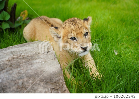 しろとり動物園の赤ちゃんライオンのルナ しろとり動物園の赤ちゃんライオンのルナ 106262545