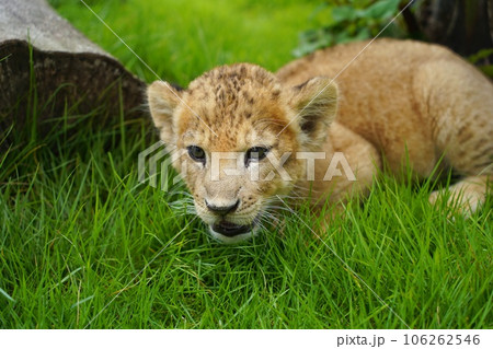 しろとり動物園の赤ちゃんライオンのルナ しろとり動物園の赤ちゃんライオンのルナ 106262546