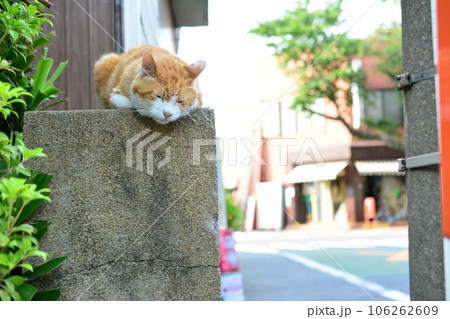 散歩の途中で出会った路地裏の猫（ニャンコ） 106262609