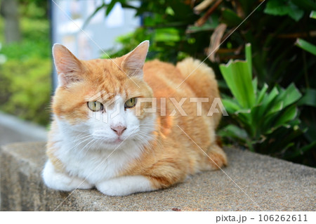 散歩の途中で出会った路地裏の猫(ニャンコ) 散歩の途中で出会った路地裏の猫(ニャンコ) 106262611