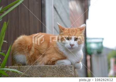 散歩の途中で出会った路地裏の猫（ニャンコ） 106262612