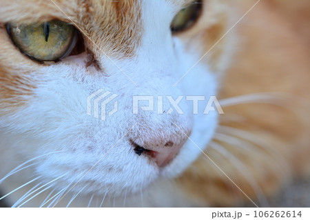 散歩の途中で出会った路地裏の猫(ニャンコ) 散歩の途中で出会った路地裏の猫(ニャンコ) 106262614