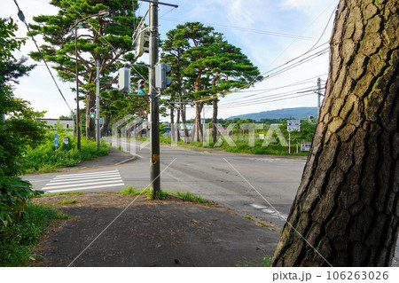 赤松並木（赤松街道・国道5号線） 106263026