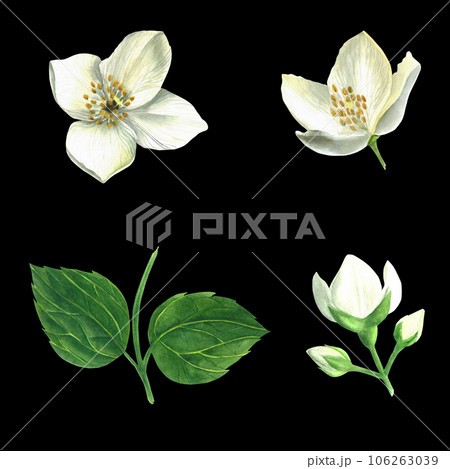 Set of watercolor illustrations - leaves and flowers of a shrub of the genus Hydrangea mock orange isolated on a black background made by hand 106263039