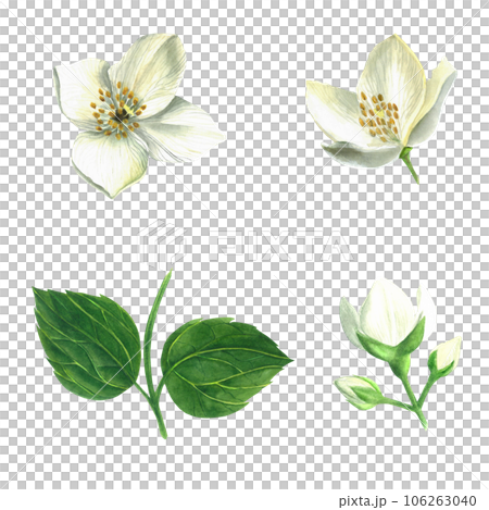 Set of watercolor illustrations - leaves and flowers of a shrub of the genus Hydrangea mock orange isolated on a transparent background made by hand 106263040