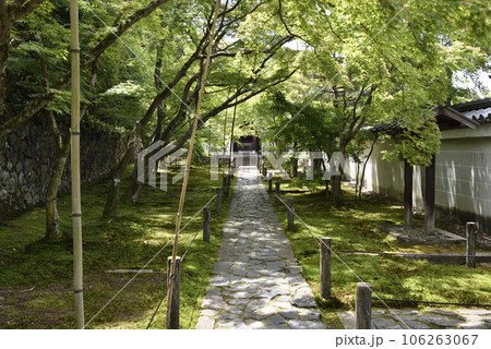 一休寺　青もみじの参道 106263067