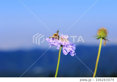 マツムシソウとアブ 106263074