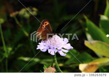 マツムシソウとベニヒカゲ 106263079