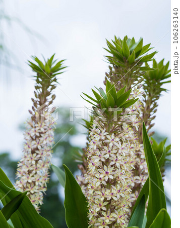 白いユーコミスの花 106263140