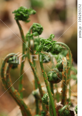 こごみ こごみ 106263152