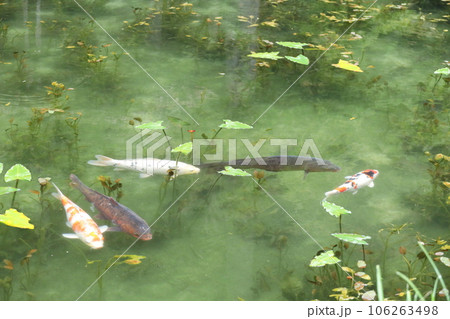 岐阜県 モネの池 岐阜県 モネの池 106263498
