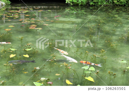 岐阜県　モネの池 106263501