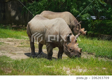広島市安佐動物公園のクロサイの親子 広島市安佐動物公園のクロサイの親子 106263709