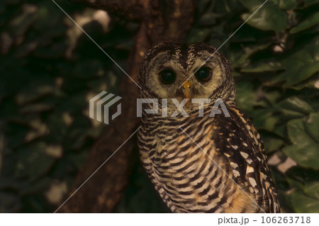 木に止まるフクロウ 106263718