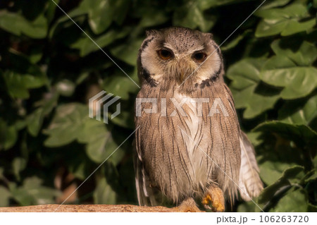 鋭い眼光のミミズク 鋭い眼光のミミズク 106263720