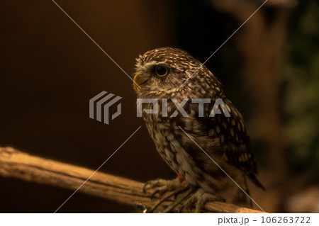 鋭い眼光のミミズク 鋭い眼光のミミズク 106263722