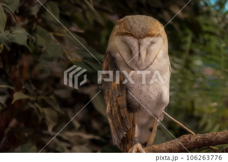 木に止まるフクロウ 木に止まるフクロウ 106263776
