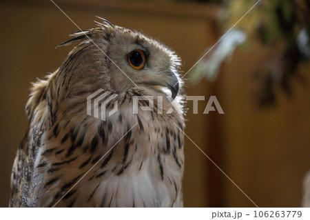 木に止まるフクロウ 106263779
