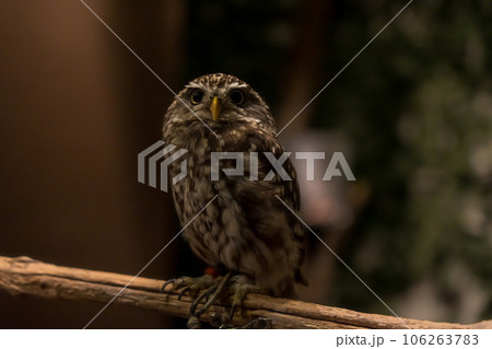 木に止まるフクロウ 106263783