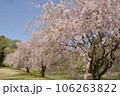 枝垂桜 106263822