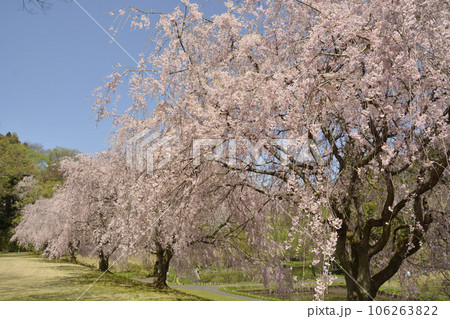 枝垂桜 枝垂桜 106263822