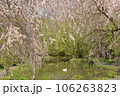 桜と白鳥 106263823