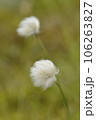 毛玉植物 106263827
