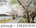 湖畔の桜並木 106263830