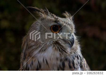 木に止まるフクロウ 106263832