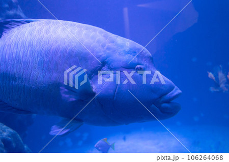 水中を泳ぐメガネモチノウオ 106264068