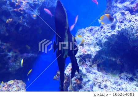 水中を漂うミカヅキツバメウオの幼魚 水中を漂うミカヅキツバメウオの幼魚 106264081