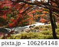 紅葉の多摩川 106264148