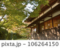 紅葉と木漏れ日 106264150