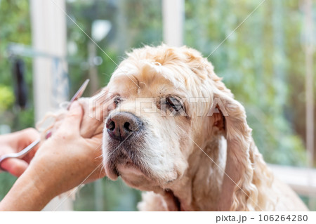 Grooming the ears of American Cocker Spaniel 106264280