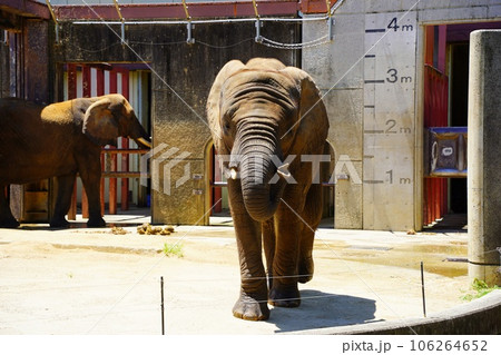 とべ動物園のサバンナゾウ 106264652