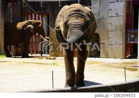 とべ動物園のサバンナゾウ 106264653