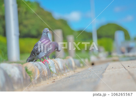 公園のベンチで休憩する鳩 106265567