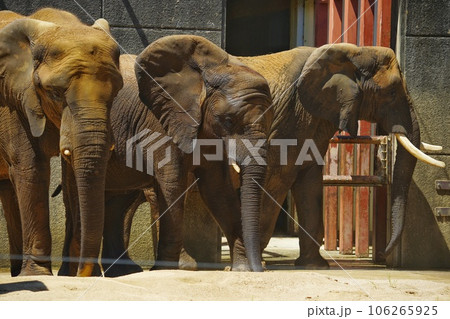 とべ動物園のサバンナゾウの親子 とべ動物園のサバンナゾウの親子 106265925