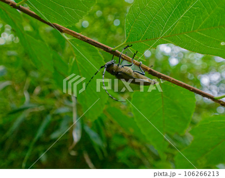 枝に止まるカミキリムシ科クワカミキリ 106266213