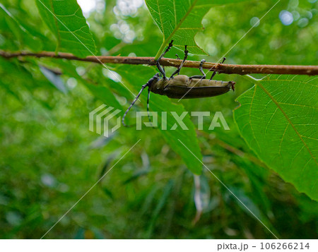 枝に止まるカミキリムシ科クワカミキリ 106266214