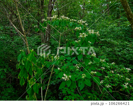 雷雲接近　荒天の河畔林 106266421