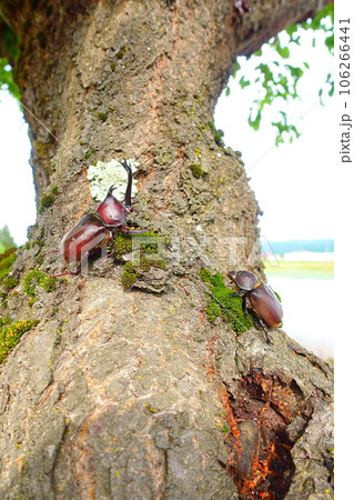 カブトムシ　クワガタムシ　夏休み　子供 106266441