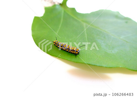 アサギマダラ チョウ 蝶 幼虫 アサギマダラ チョウ 蝶 幼虫 106266483